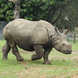 [2021] Indian rhino