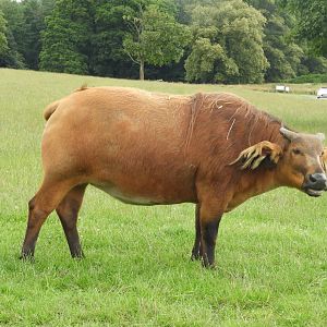 [2021] African forest buffalo