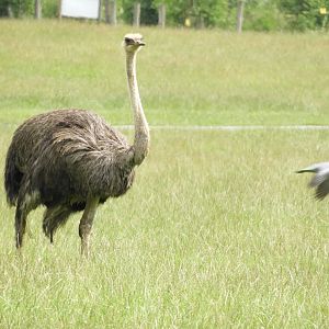 [2021] Common ostrich
