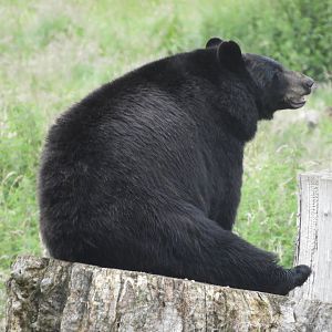 [2021] American black bear