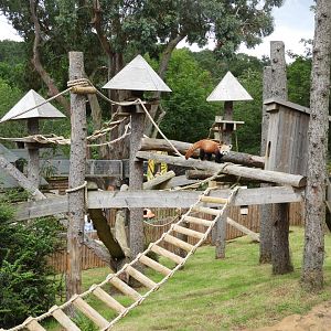 [2021] Red panda enclosure