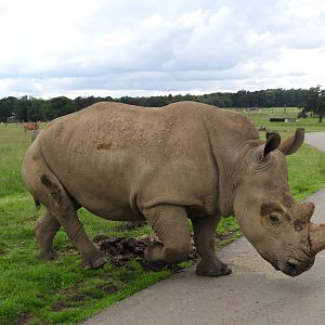 [2021] White rhino