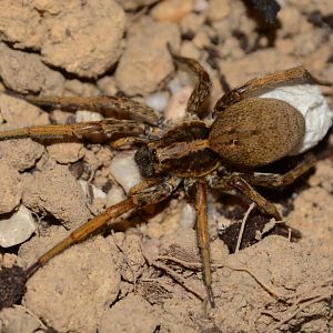 Porto Santo wolf spider (Hogna maderiana)