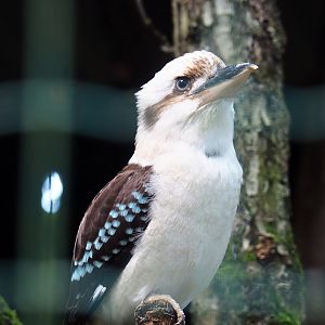 Laughing Kookaburra (Dacelo novaeguineae), 2023-06-24