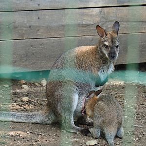 Red-necked wallaby (Notamacropus rufogriseus) with older joey, 2023-06-24