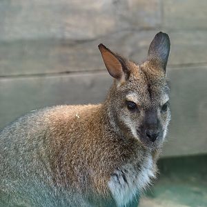 Red-necked wallaby (Notamacropus rufogriseus), 2023-06-24