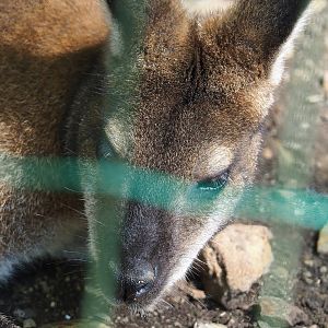 Red-necked wallaby (Notamacropus rufogriseus), 2023-06-24