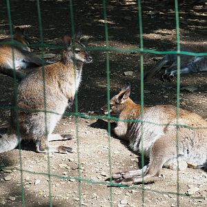 Red-necked wallabies (Notamacropus rufogriseus), 2023-06-24