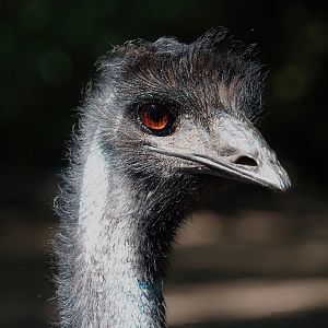 Emu (Dromaius novaehollandiae), 2023-06-24