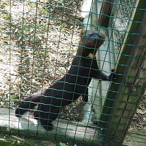 Tayra (Eira barbara), 2023-06-24