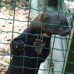 Tayra (Eira barbara), 2023-06-24