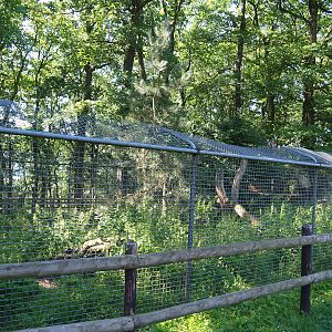 Bush dog exhibit, 2023-06-24