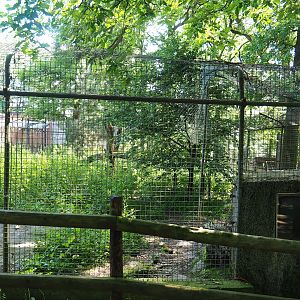 Bush dog exhibit, 2023-06-24