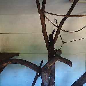 Bolivian squirrel monkey indoor housing, 2023-06-24