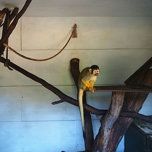 Bolivian squirrel monkey indoor housing, 2023-06-24