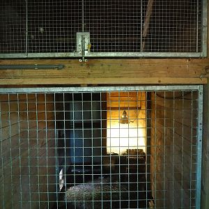 Blue-and-gold macaw and Central American agouti indoor exhibits, 2023-06-24