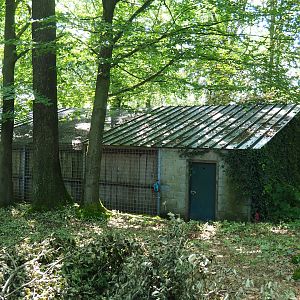 Backside of Clouded leopard exhibit, 2023-06-24