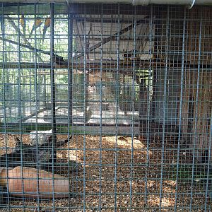 Bolivian squirrel monkey and Central American agouti exhibit, 2023-06-24