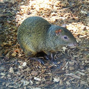 Central American agouti (Dasyprocta punctata), 2023-06-24