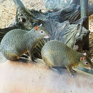 Central American agoutis (Dasyprocta punctata), 2023-06-24