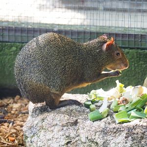 Central American agouti (Dasyprocta punctata), 2023-06-24