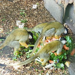 Bolivian squirrel monkeys (Saimiri boliviensis boliviensis), 2023-06-24