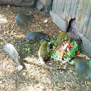 Bolivian squirrel monkeys (Saimiri boliviensis boliviensis) and Central American agoutis (Dasyprocta punctata), 2023-06-24