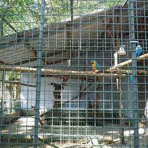 Blue-and-gold macaw aviary, 2023-06-24