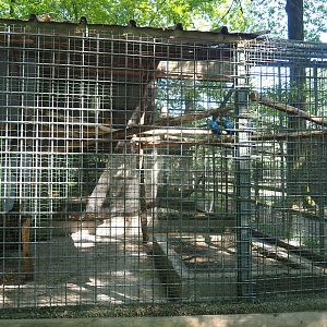 Blue-and-gold macaw aviary, 2023-06-24