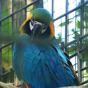 Blue-and-gold macaw (Ara ararauna), 2023-06-24