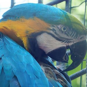 Blue-and-gold macaw (Ara ararauna), 2023-06-24