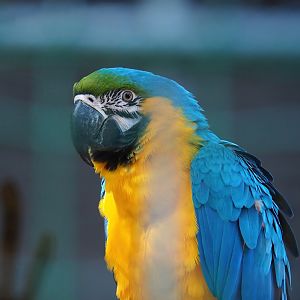 Blue-and-gold macaw (Ara ararauna), 2023-06-24