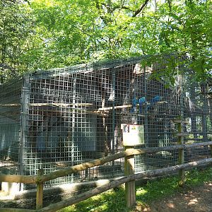 Blue-and-gold macaw aviary and Squirrel monkey/Agouti exhibit, 2023-06-24