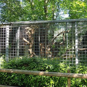 Indochinese clouded leopard exhibit, 2023-06-24