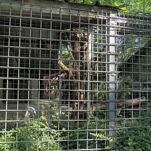 Indochinese clouded leopard exhibit, 2023-06-24