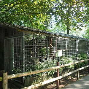 Indochinese clouded leopard exhibit, 2023-06-24