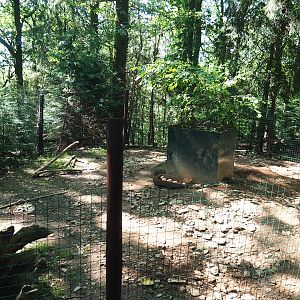 North African crested porcupine exhibit, 2023-06-24