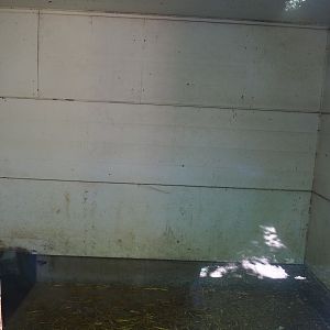 North African crested porcupine indoor housing, 2023-06-24