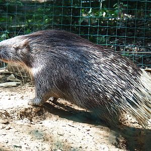 North African crested porcupine (Hystrix cristata),, 2023-06-24