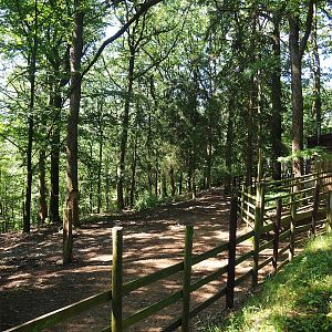 Beisa oryx paddock, 2023-06-24