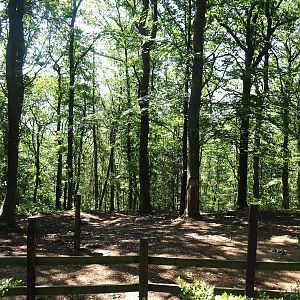 Beisa oryx paddock, 2023-06-24