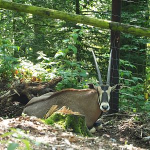Beisa oryx (Oryx beisa beisa), 2023-06-24