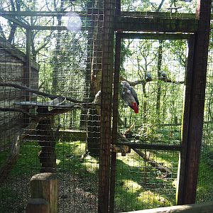 Congo African grey parrot aviary, 2023-06-24