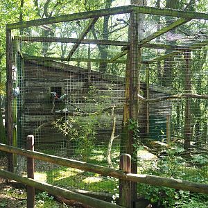 Congo African grey parrot aviary, 2023-06-24