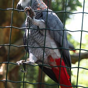 Congo African grey parrot (Psittacus erithacus), 2023-06-24
