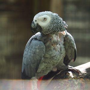 Congo African grey parrot (Psittacus erithacus), 2023-06-24