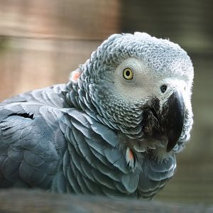 Congo African grey parrot (Psittacus erithacus), 2023-06-24
