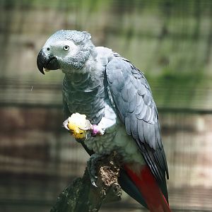 Congo African grey parrot (Psittacus erithacus), 2023-06-24