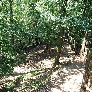 Spotted hyena exhibit, 2023-06-24