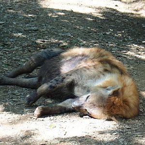 Spotted hyena (Crocuta crocuta), 2023-06-24